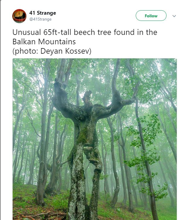 Twitter screen capture: Unusual 65ft-tall beech tree found in the Balkan mountains (photo: Deyan Kossev) over a photo of a tree which has somehow come to look like human with arms upraised.