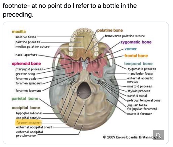 Footnote to 28 October - At no point so I refer to a bottle in the preceding (image of the underside of a human skull, labelled for anatomy; the hole for the spinal cord to pass through, highlighted, is the foramen magnum)