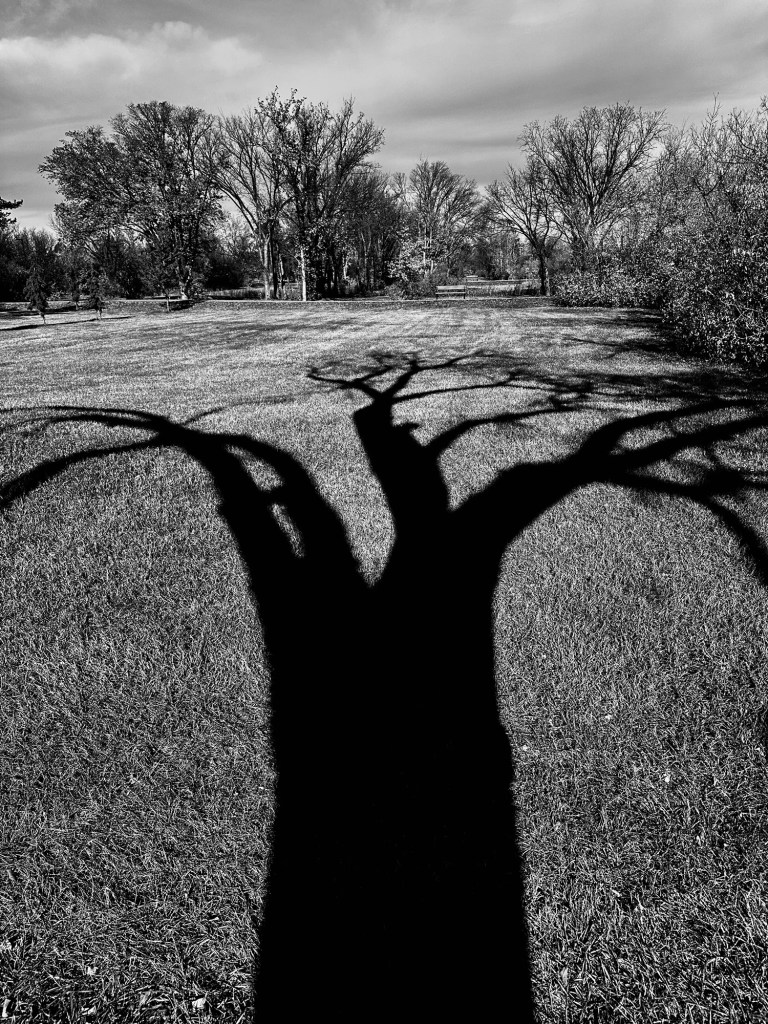 In a silvertone photo, the abysmally dark shadow of a tree (possibly) curves away from the camera toward an urban park utterly devoid of man and beast.